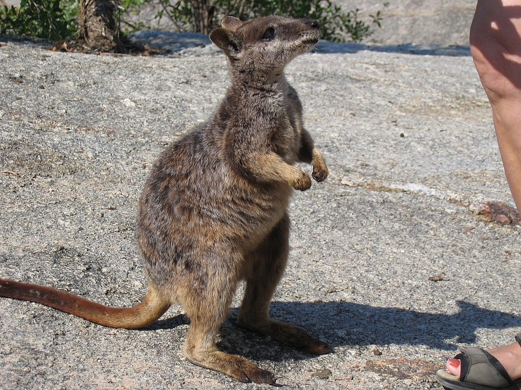 CairnsTC108 Granite Gorge.jpg